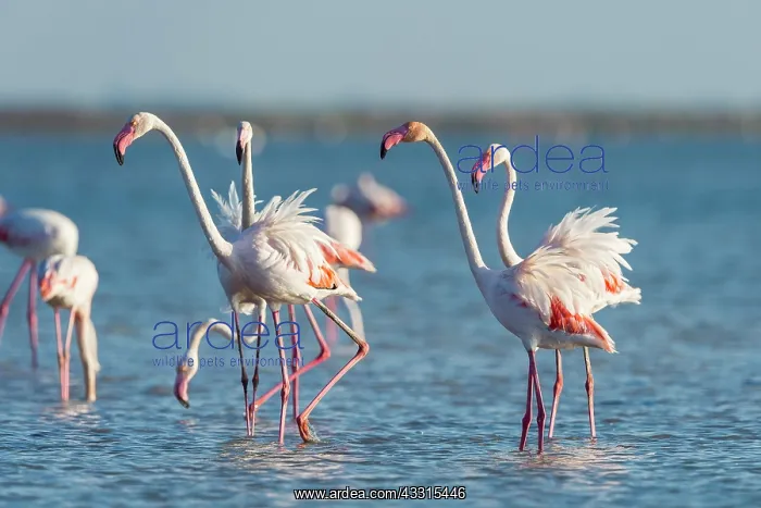 : European Flamingo (Phoenicopterus roseus), Great : European Flamingo (Phoenicopterus roseus), Great