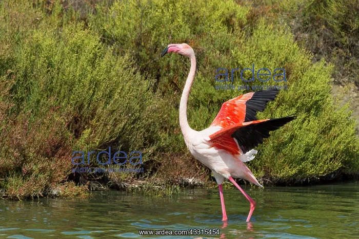 : European Flamingo (Phoenicopterus roseus), Great : European Flamingo (Phoenicopterus roseus), Great