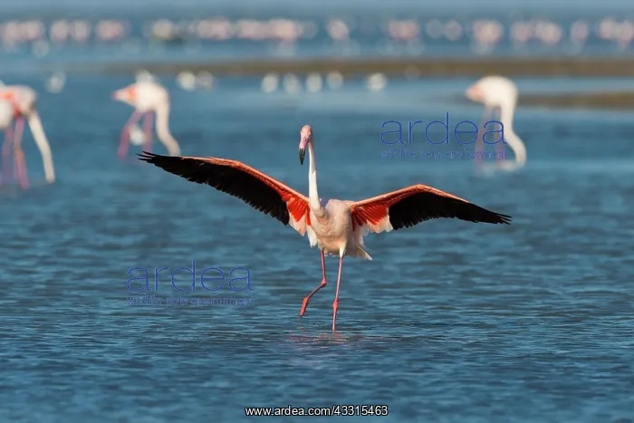 : European Flamingo (Phoenicopterus roseus), Great : European Flamingo (Phoenicopterus roseus), Great