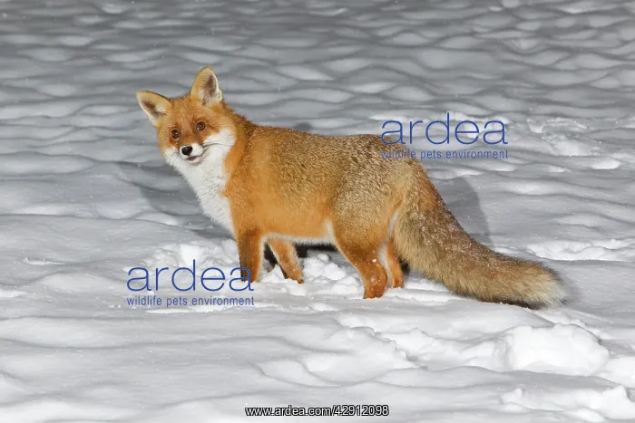 : European Fox - alert whilst foraging for food in : European Fox - alert whilst foraging for food in