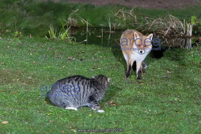 : European Fox and Domestic Cat - confrontation in : European Fox and Domestic Cat - confrontation in