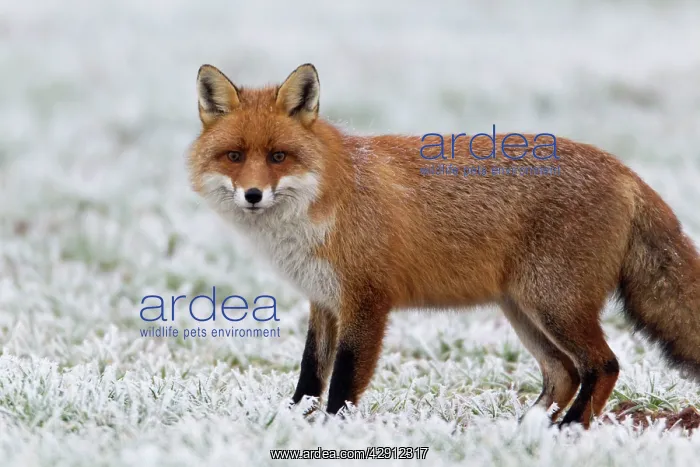: European Fox - on frost covered field in winter : European Fox - on frost covered field in winter