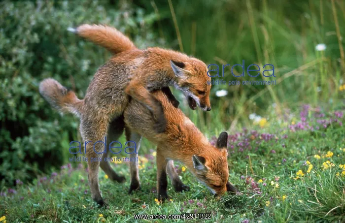 : European Fox - mating : European Fox - mating