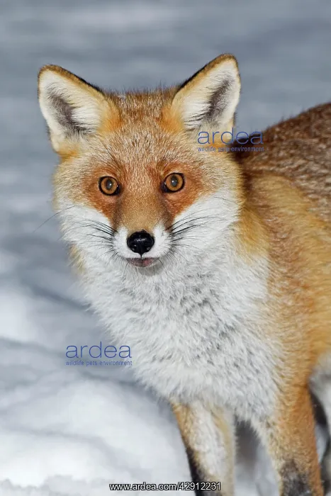 : European Fox - portrait - in snow covered garden : European Fox - portrait - in snow covered garden