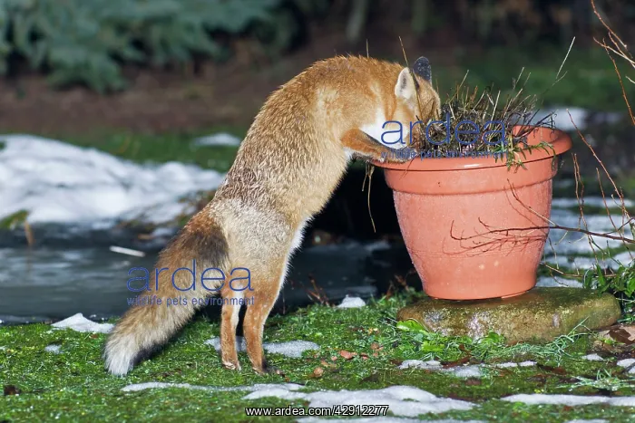 : European Fox - searching for food in garden plant pot : European Fox - searching for food in garden plant pot