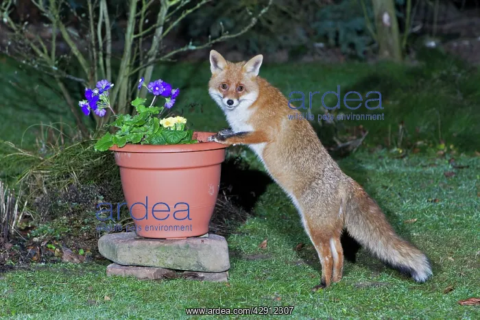 : European Fox - searching for food in garden plant pot : European Fox - searching for food in garden plant pot