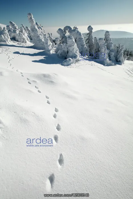 : European Fox - tracks in snow : European Fox - tracks in snow