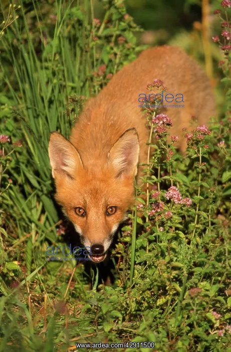 : European Fox - young animal : European Fox - young animal
