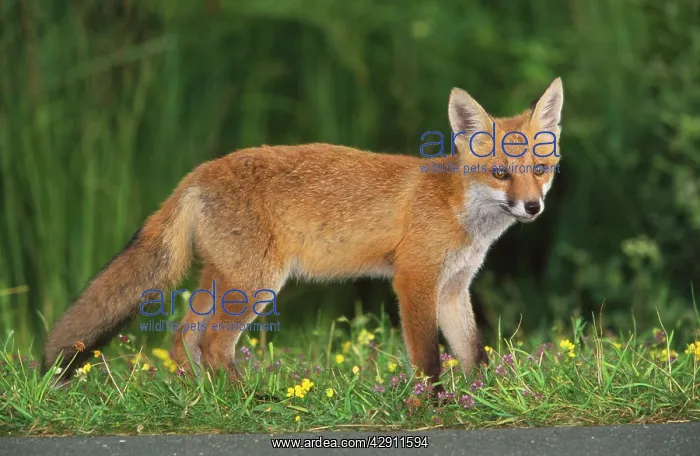 : European Fox - young animal on road at dusk searching : European Fox - young animal on road at dusk searching