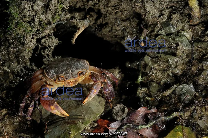 : European Freshwater Crab - adult at night near : European Freshwater Crab - adult at night near