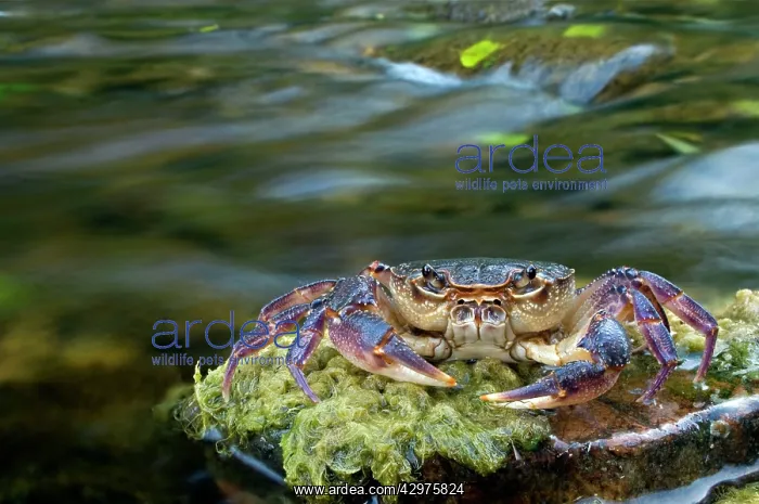 : European Freshwater Crab - in habitat : European Freshwater Crab - in habitat
