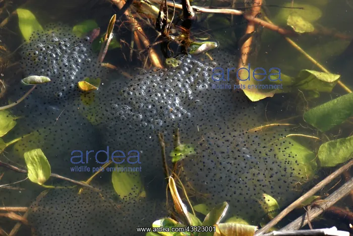 : European frog egg mass : European frog egg mass