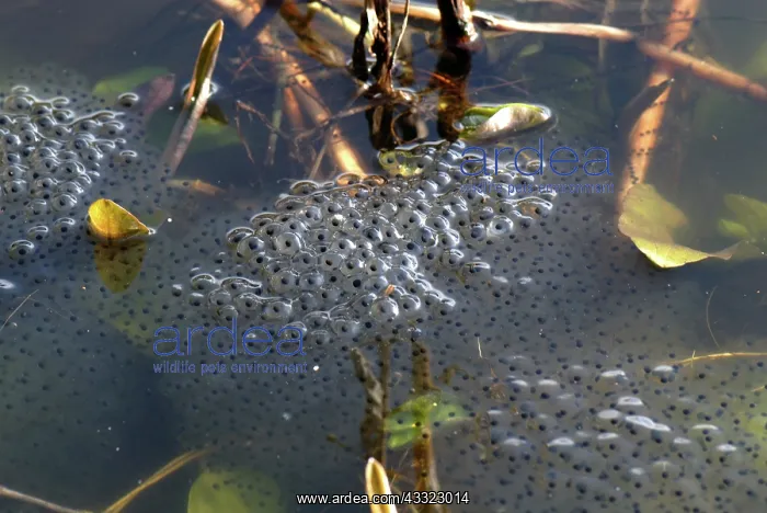 : European frog egg mass : European frog egg mass