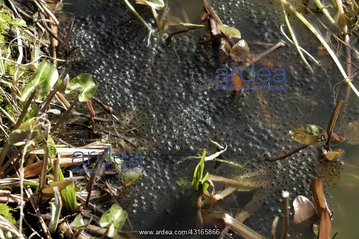 : European frog eggs : European frog eggs