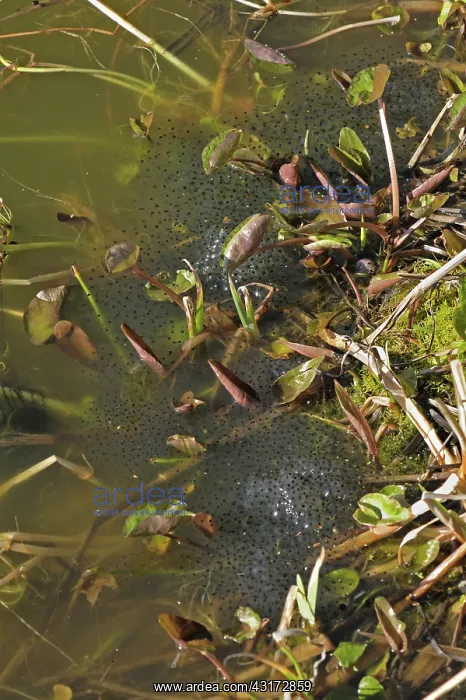 : European frog eggs : European frog eggs