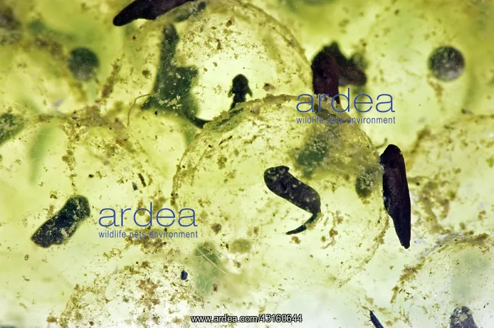 : European Frog Spawn : European Frog Spawn