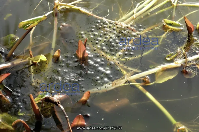 : European frog spawn : European frog spawn