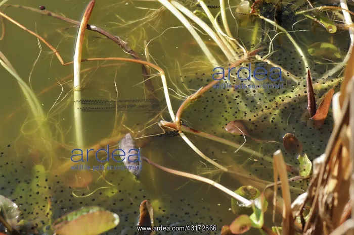 : European frog spawn : European frog spawn