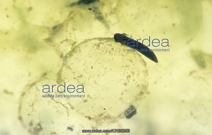 : European Frog Tadpole : European Frog Tadpole