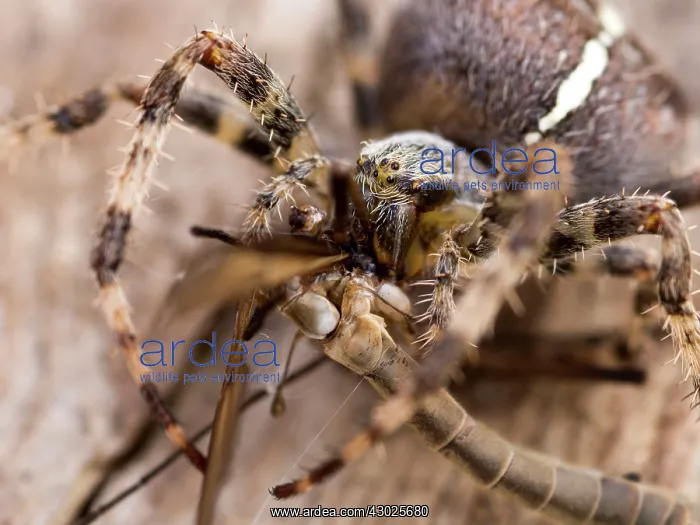 : European Garden Cross Spider close up feeding on crane fly : European Garden Cross Spider close up feeding on crane fly
