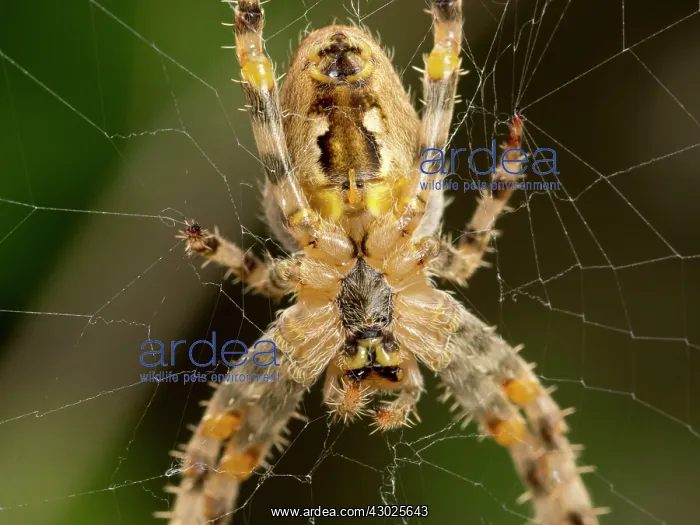 : European Garden Cross Spider close up of underside : European Garden Cross Spider close up of underside