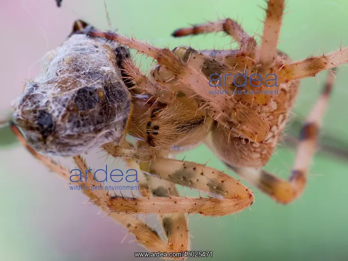  : European Garden Cross Spider feeding