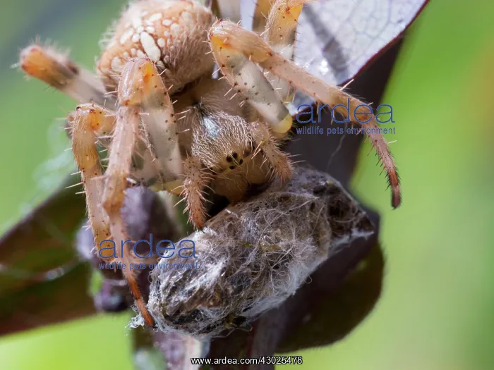 : European Garden Cross Spider feeding : European Garden Cross Spider feeding