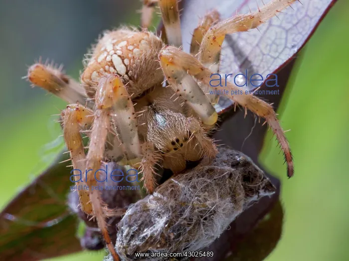 : European Garden Cross Spider feeding : European Garden Cross Spider feeding