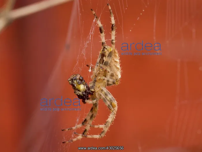 : European Garden Cross Spider side on feeding : European Garden Cross Spider side on feeding