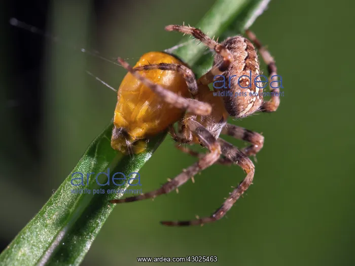 : European Garden Cross Spider feeding on Harlequin : European Garden Cross Spider feeding on Harlequin