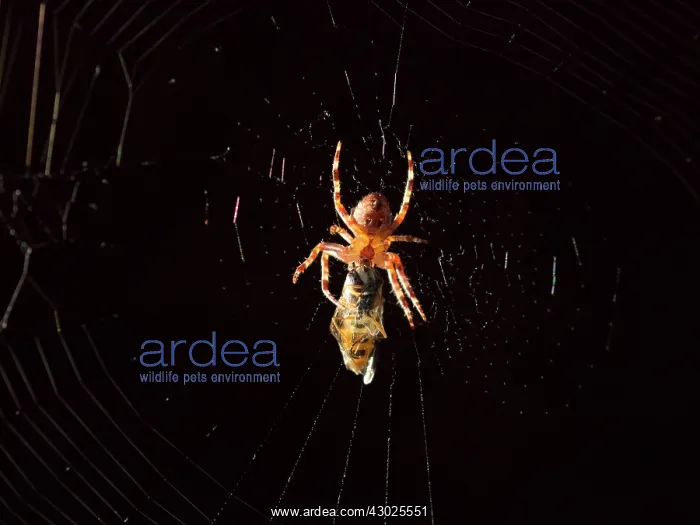 : European Garden Cross Spider feeding on hover fly : European Garden Cross Spider feeding on hover fly