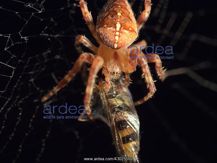 : European Garden Cross Spider feeding on hover fly : European Garden Cross Spider feeding on hover fly