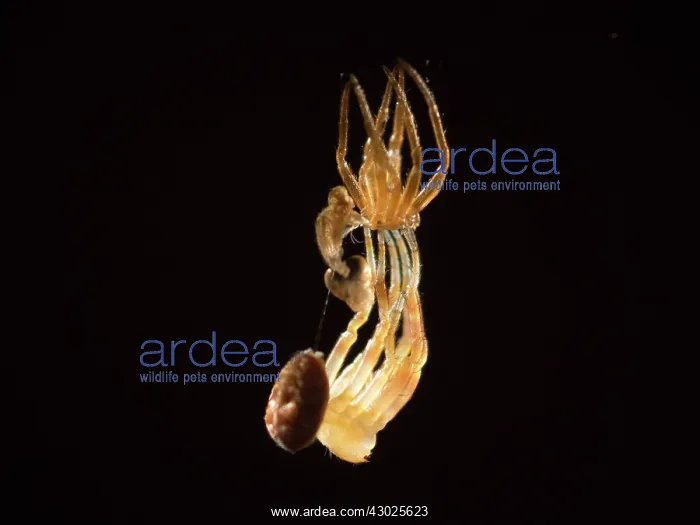 : European Garden Cross Spider juvenile moulting exoskeleton : European Garden Cross Spider juvenile moulting exoskeleton