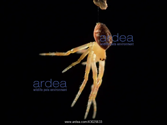 : European Garden Cross Spider newly moulted juvenile : European Garden Cross Spider newly moulted juvenile