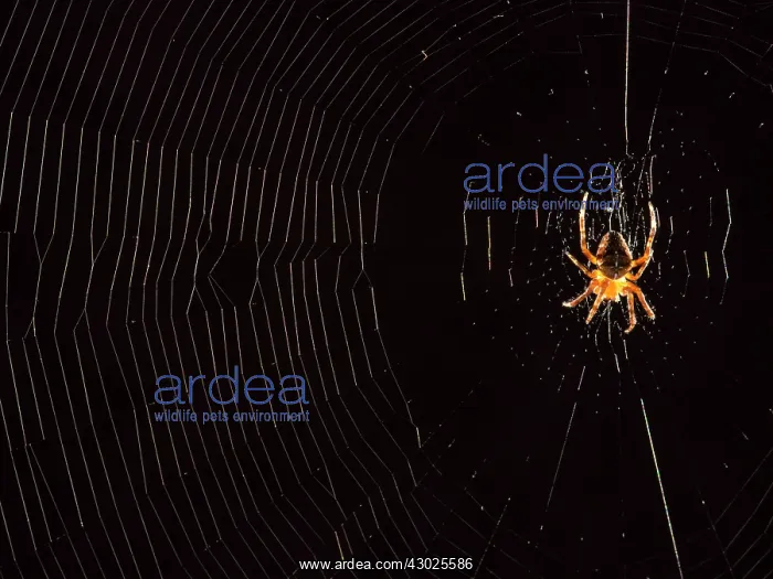 : European Garden Cross Spider on orb web : European Garden Cross Spider on orb web