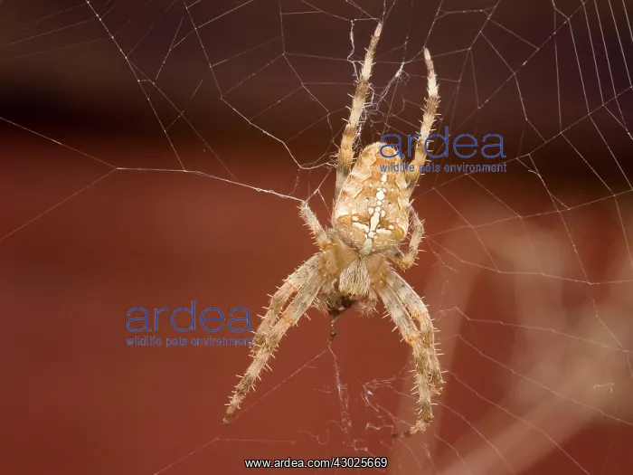 : European Garden Cross Spider top shot feeding : European Garden Cross Spider top shot feeding
