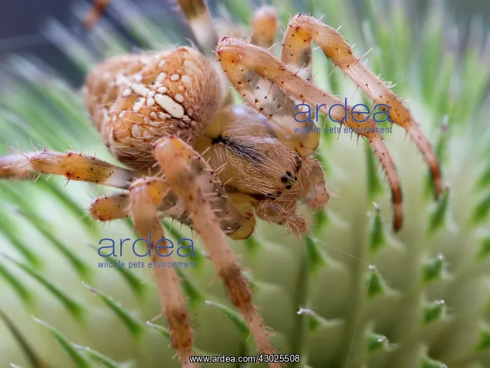 : European Garden Cross Spider on teazle seed head : European Garden Cross Spider on teazle seed head
