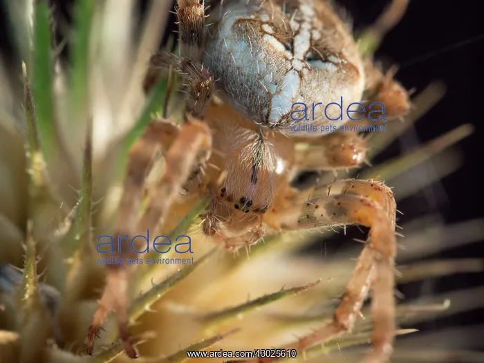: European Garden Cross Spider on teazle seed head : European Garden Cross Spider on teazle seed head