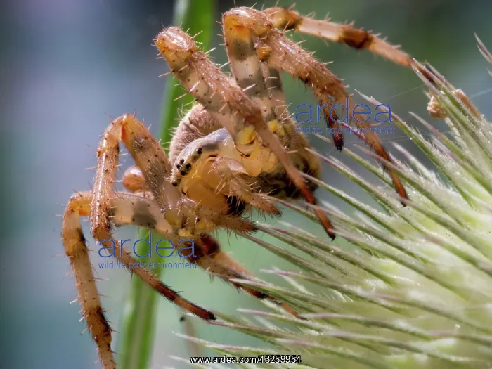 : European Garden Cross Spider on teazle seed head : European Garden Cross Spider on teazle seed head