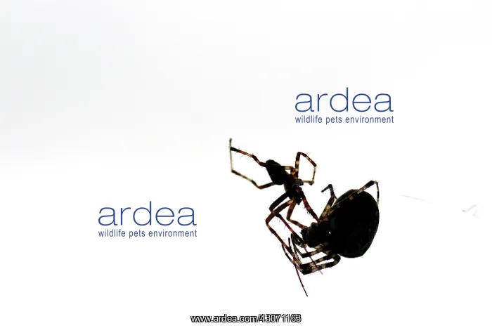 : European Garden Spider : European Garden Spider