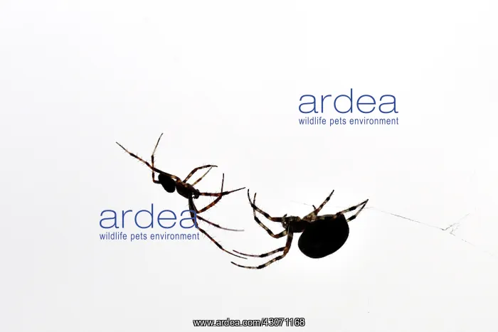 : European Garden Spider : European Garden Spider