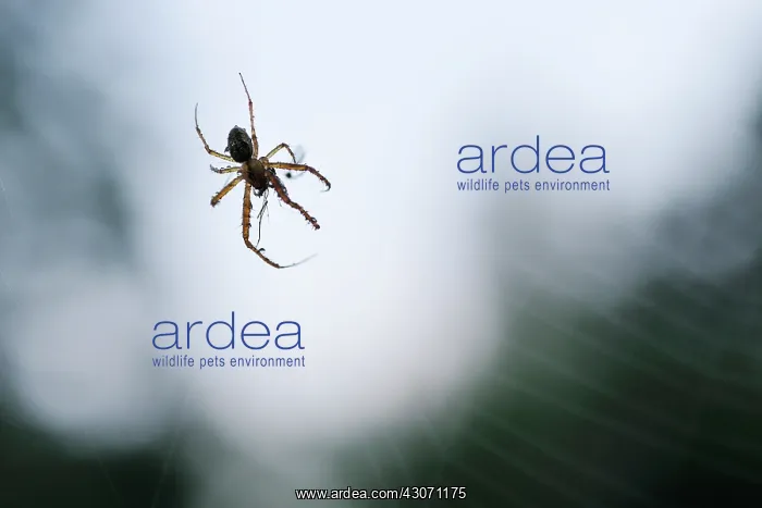 : European Garden Spider : European Garden Spider