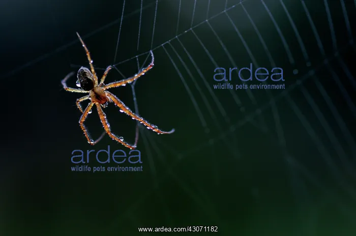 : European Garden Spider : European Garden Spider