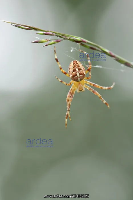 : European Garden Spider : European Garden Spider