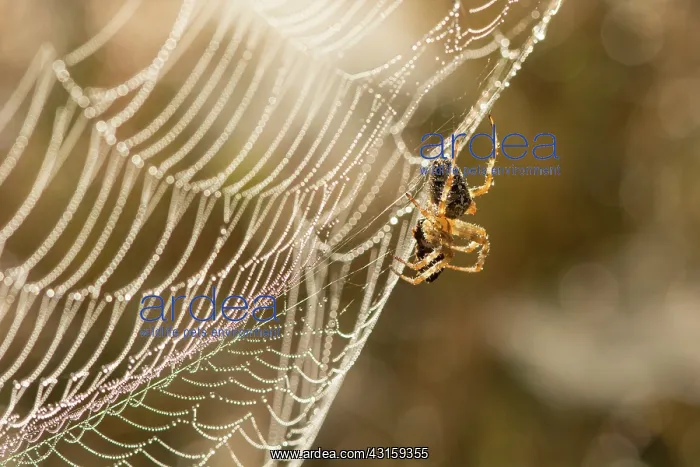 : European Garden Spider : European Garden Spider