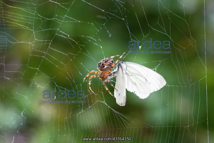 : European Garden Spider : European Garden Spider