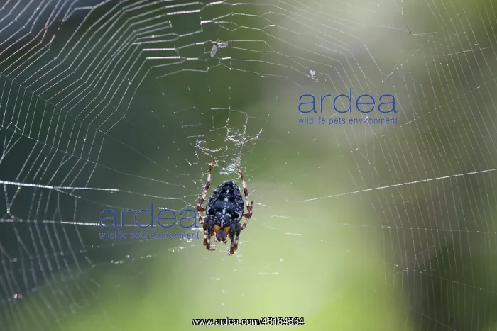 : European Garden Spider : European Garden Spider