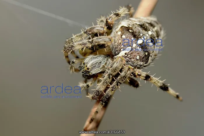 : European Garden Spider : European Garden Spider