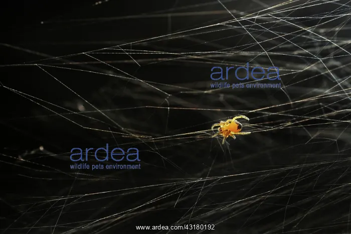 : European Garden Spider : European Garden Spider