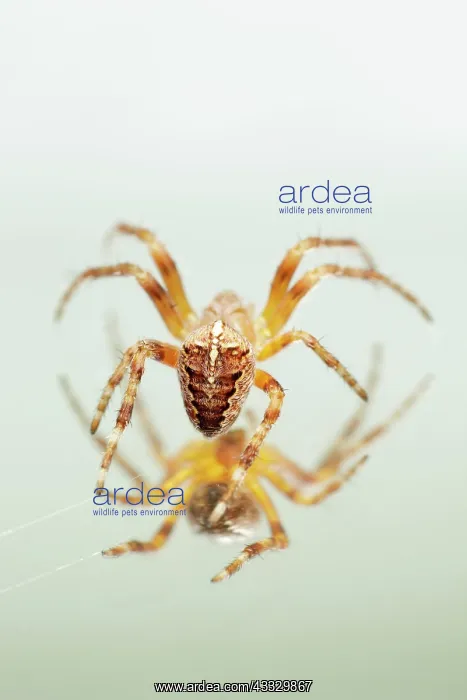 : European Garden Spider : European Garden Spider